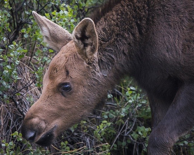 Free download Moose Calf Baby -  free photo or picture to be edited with GIMP online image editor