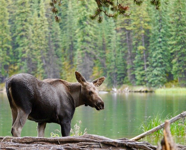 Gratis download Moose Calf Canada - gratis foto of afbeelding om te bewerken met GIMP online afbeeldingseditor