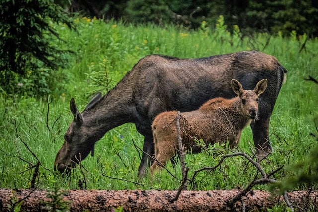 Free download moose calf mammal wildlife outdoor free picture to be edited with GIMP free online image editor