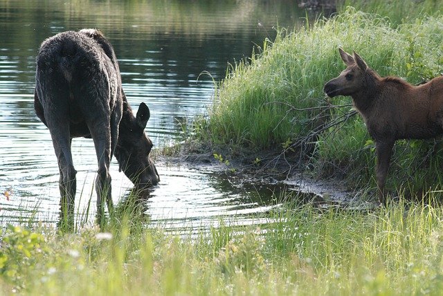 Free download moose cow and calf eating free picture to be edited with GIMP free online image editor