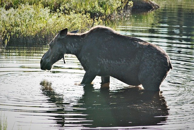 Bezpłatne pobieranie łosia, który się starzeje, jest trudnym darmowym zdjęciem do edycji za pomocą bezpłatnego internetowego edytora obrazów GIMP