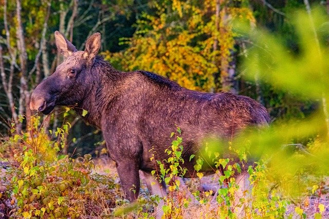 Free download Moose Landscape Nature -  free photo or picture to be edited with GIMP online image editor