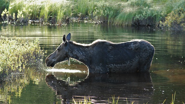 Free download moose listening all ears wetlands free picture to be edited with GIMP free online image editor