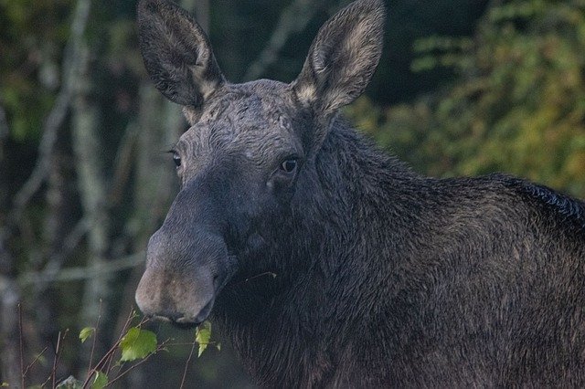 Free download Moose Nature Animal -  free photo or picture to be edited with GIMP online image editor