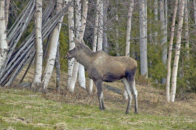 Free download Moose Nature Animals -  free photo or picture to be edited with GIMP online image editor
