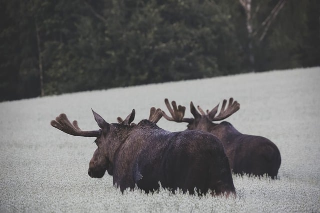 قم بتنزيل صورة مجانية لأنواع حيوانات الموظ الطبيعية في النرويج لتحريرها باستخدام محرر الصور المجاني عبر الإنترنت GIMP