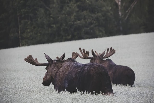 Free download moose nature norway animal species free picture to be edited with GIMP free online image editor