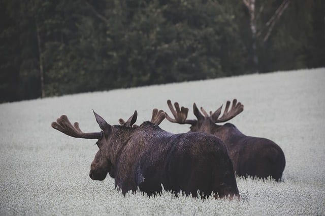 Bezpłatne pobieranie łosia natura Norwegia gatunki zwierząt darmowe zdjęcie do edycji za pomocą darmowego edytora obrazów online GIMP