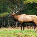 Moose: The Majestic Giant of the Forest  screen for extension Chrome web store in OffiDocs Chromium