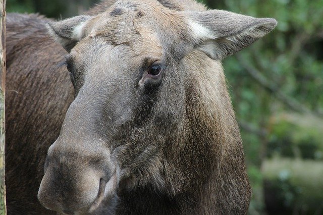 Free download Moose Wild Animal -  free photo or picture to be edited with GIMP online image editor