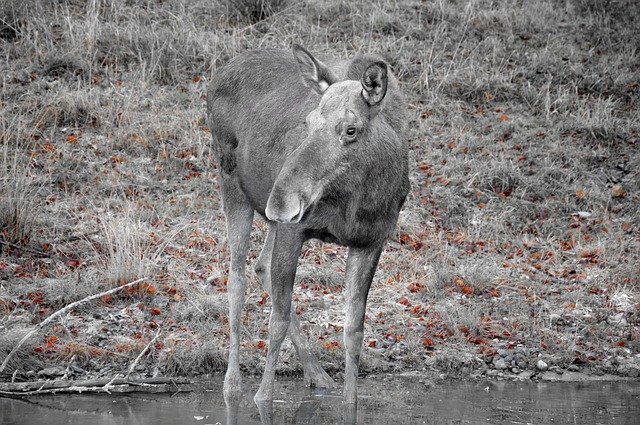 Téléchargement gratuit de Moose Wild Animal Nature - photo ou image gratuite à modifier avec l'éditeur d'images en ligne GIMP