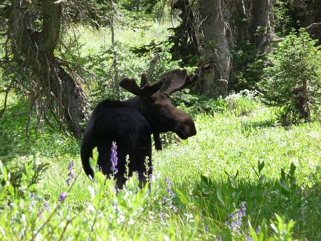 دانلود رایگان Moose Wildlife Nature - عکس یا تصویر رایگان قابل ویرایش با ویرایشگر تصویر آنلاین GIMP