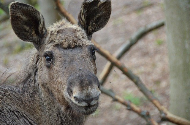 Free download Moose Young Nature Animal -  free photo or picture to be edited with GIMP online image editor