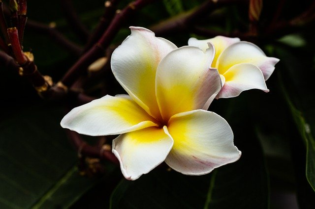 ดาวน์โหลดฟรี ข้อมูลเพิ่มเติม Bali Yellow - ภาพถ่ายหรือรูปภาพที่จะแก้ไขด้วยโปรแกรมแก้ไขรูปภาพออนไลน์ GIMP ได้ฟรี