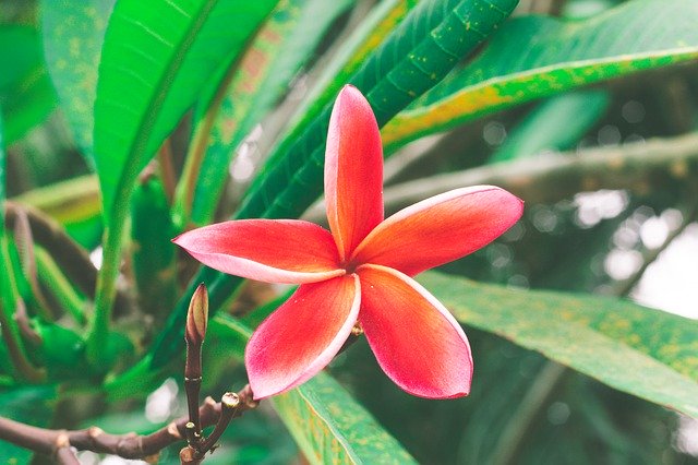 Libreng pag-download ng Karagdagang Impormasyon Mga Bulaklak na Bulaklak - libreng larawan o larawan na ie-edit gamit ang GIMP online na editor ng imahe