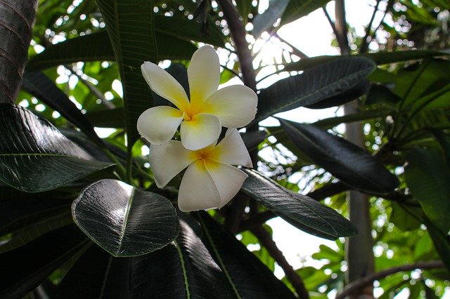 تنزيل مجاني مزيد من المعلومات Flower Leaves - صورة مجانية أو صورة يتم تحريرها باستخدام محرر الصور عبر الإنترنت GIMP