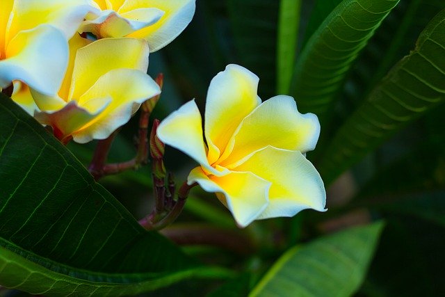 Ücretsiz indirin Daha Fazla Bilgi Çiçekler Bahar - GIMP çevrimiçi resim düzenleyiciyle düzenlenecek ücretsiz fotoğraf veya resim
