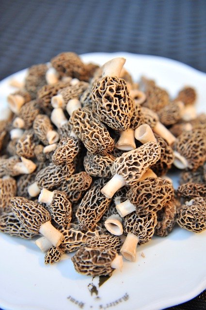 Free download Morels Mushroom Spring -  free photo or picture to be edited with GIMP online image editor