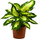 More Plants  screen for extension Chrome web store in OffiDocs Chromium