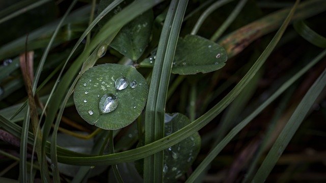 Free download Morgentau Drip Dew Drop Of -  free photo or picture to be edited with GIMP online image editor