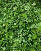 Free picture Moringa to be edited by GIMP online free image editor by OffiDocs