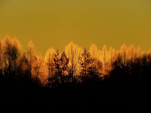 Free download morning dawn sky trees silhouettes free picture to be edited with GIMP free online image editor