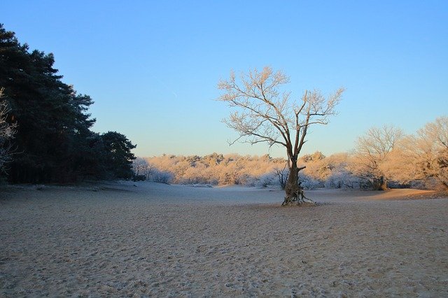 Free download Morning Dead Tree Landscape -  free photo or picture to be edited with GIMP online image editor