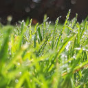 Morning dew grass  screen for extension Chrome web store in OffiDocs Chromium