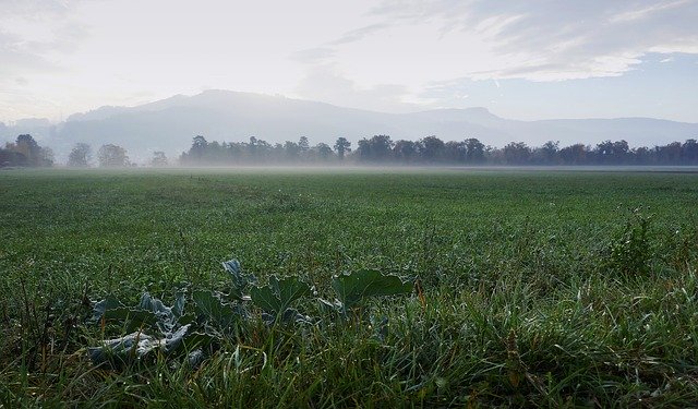 Free download Morning Field Fog Muenchen -  free photo or picture to be edited with GIMP online image editor