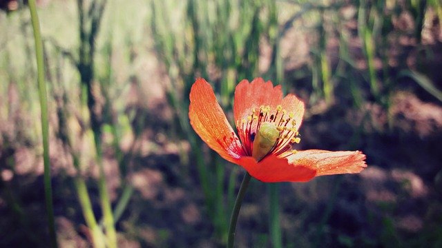 Descărcare gratuită Morning Flower - fotografie sau imagine gratuită pentru a fi editată cu editorul de imagini online GIMP