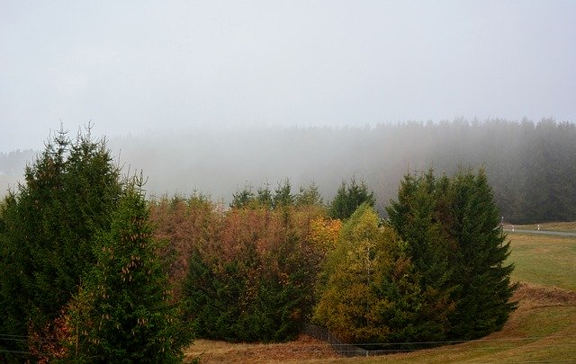 Безкоштовно завантажте Morning Fog Forest - безкоштовну фотографію або зображення для редагування за допомогою онлайн-редактора зображень GIMP