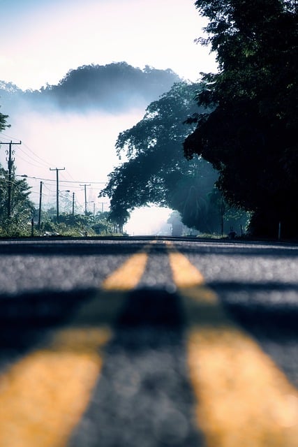Free download morning fog road mist travel free picture to be edited with GIMP free online image editor