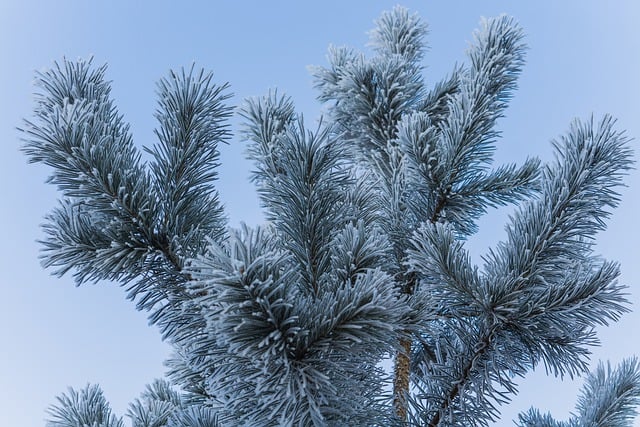 Free download morning frost sky branches light free picture to be edited with GIMP free online image editor