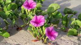 Free download Morning Glory Bloom Flowers GoatS -  free video to be edited with OpenShot online video editor