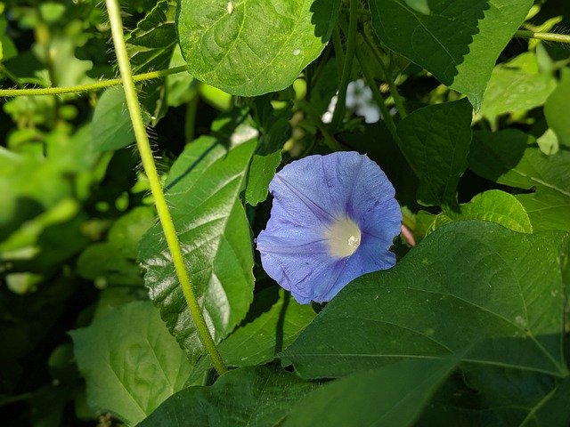 Muat turun percuma Morning Glory Flower Blossom - foto atau gambar percuma untuk diedit dengan editor imej dalam talian GIMP