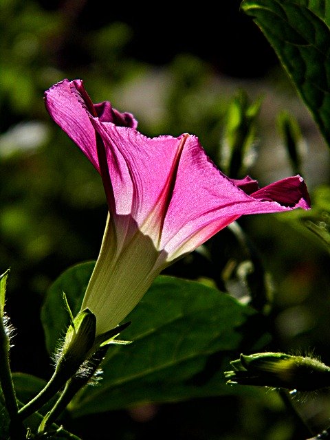 Download gratuito Morning Glory Flower Purple - foto o immagine gratuita da modificare con l'editor di immagini online di GIMP