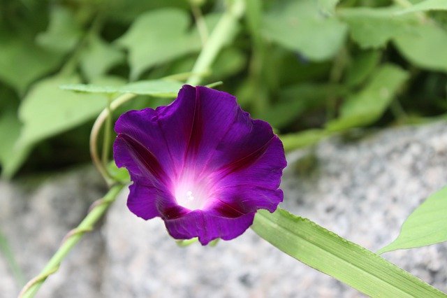 Free picture Morning Glory Flowers Summer -  to be edited by GIMP free image editor by OffiDocs