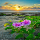 Morning glory flower wallpaper  screen for extension Chrome web store in OffiDocs Chromium