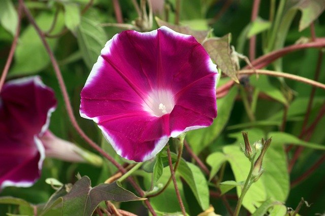 Muat turun percuma Morning Glory Red Purple Magenta - foto atau gambar percuma untuk diedit dengan editor imej dalam talian GIMP