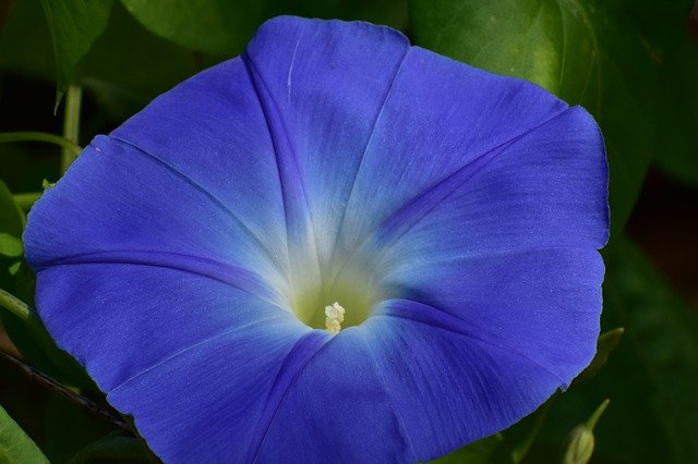 Descarga gratuita Morning Glory Vine Flower - foto o imagen gratuita para editar con el editor de imágenes en línea GIMP