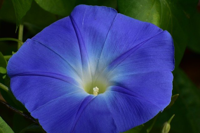 Libreng download Morning Glory Vine Flower - libreng larawan o larawan na ie-edit gamit ang GIMP online na editor ng imahe