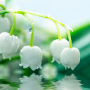 Morning Lily of the Valley Branch with Dew Drops  screen for extension Chrome web store in OffiDocs Chromium