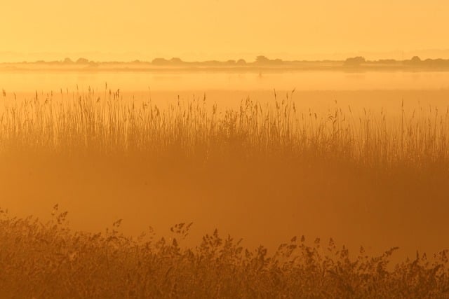 Baixe gratuitamente a imagem gratuita do verão, névoa da manhã, nevoeiro, nascer do sol, para ser editada com o editor de imagens on-line gratuito do GIMP