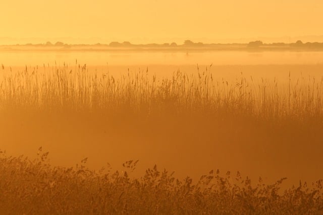 Free download morning mist fog sunrise summer free picture to be edited with GIMP free online image editor
