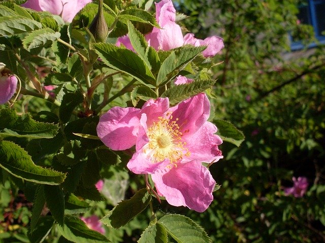 Free download Morning Pink Rose Hip -  free photo or picture to be edited with GIMP online image editor