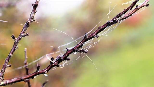 הורדה חינם Morning Spider Net Cobweb - תמונה או תמונה בחינם לעריכה עם עורך התמונות המקוון GIMP