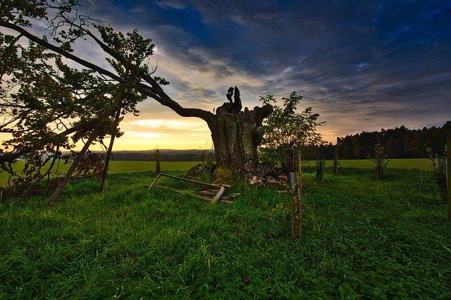 Sabah Güneşi Bulutları Ağacını ücretsiz indirin - GIMP çevrimiçi resim düzenleyici ile düzenlenecek ücretsiz ücretsiz fotoğraf veya resim