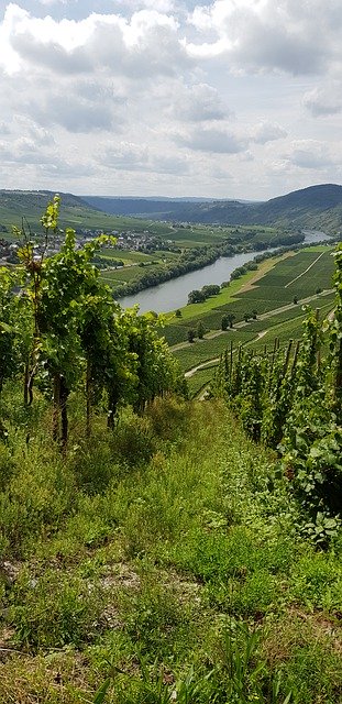 무료 다운로드 Moselle Vineyards German - 무료 사진 또는 GIMP 온라인 이미지 편집기로 편집할 사진