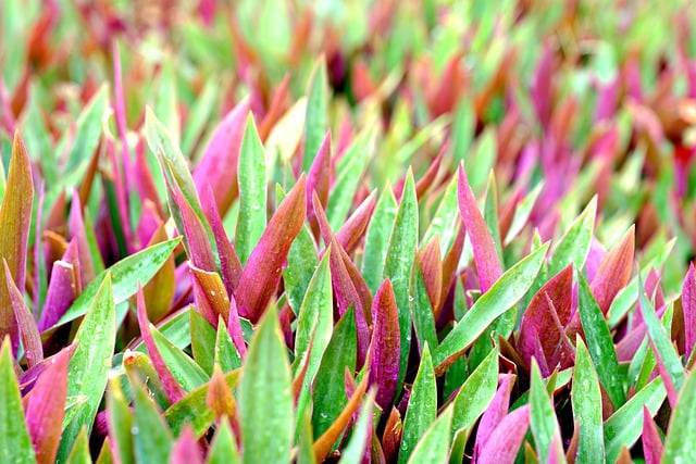 Free download moses in the cradle leaves plant free picture to be edited with GIMP free online image editor