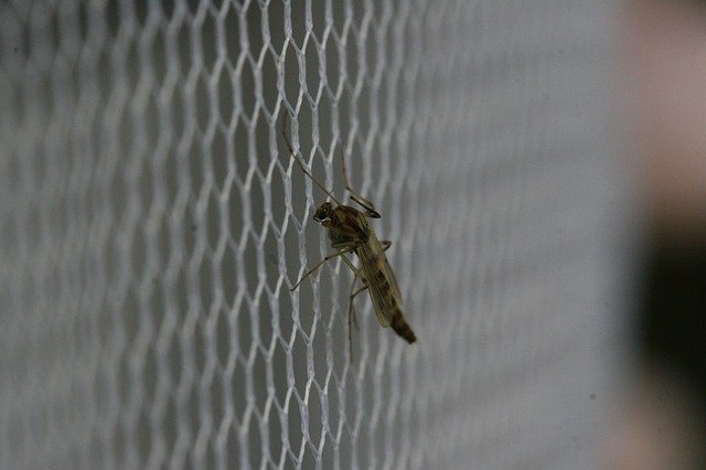 Téléchargement gratuit de Mosquito Bug Insect - photo ou image gratuite à modifier avec l'éditeur d'images en ligne GIMP